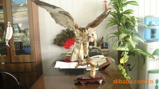 通州市開發(fā)區(qū)蘭天工藝生物標(biāo)本廠 高品質(zhì)塑料工藝品產(chǎn)品詳解